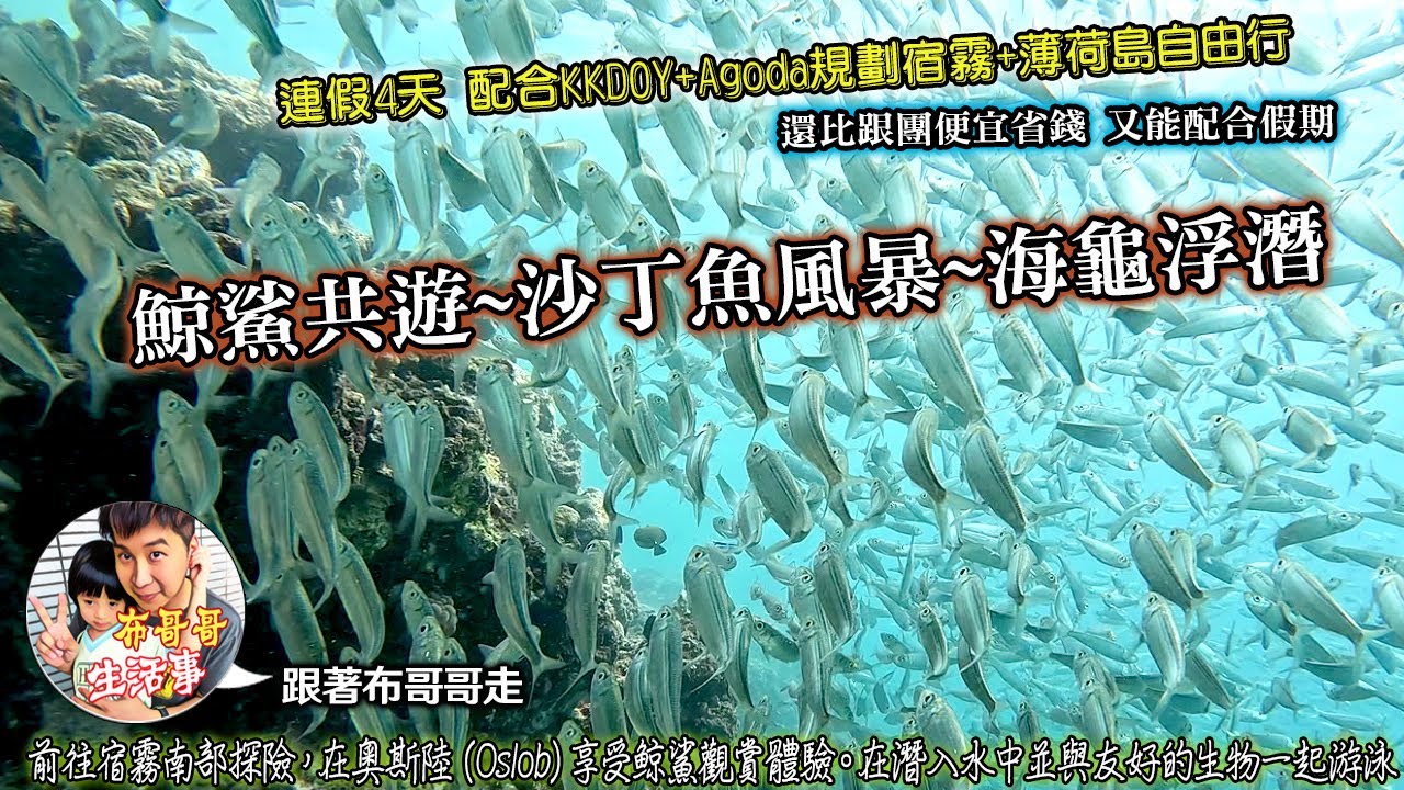 🦸🏻布哥哥生活事:開箱🤣菲律賓【宿霧CEBU】▲奧斯陸鯨鯊觀賞、沙丁魚風暴和佩斯卡多爾島海龜(墨寶)之旅▲佩斯卡多島觀光私人遊船▲連假4天自購機票配合KKDOY+Agoda規劃宿霧+薄荷島自由行