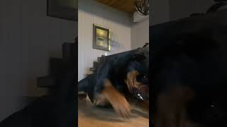 Rottweiler hates doing tricks #dog #funny