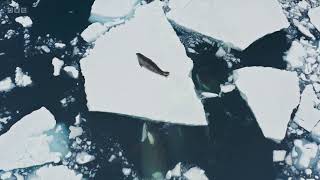 How Killer Whales attack a seal on a large iceberg