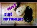 ИНТРИГА! НОВЫЙ ПИТОМЕЦ?