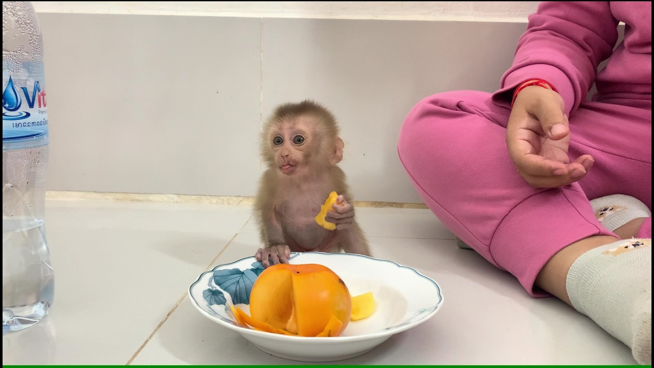 Baby monkey enjoy to eat fruit so delicious #mon