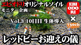 ダンシングソイル立ち上げ１０日経過。生体導入。いよいよレッドビーシュリンプをお迎えします！【エビオドリオリジナルソイル性能検証モニター企画