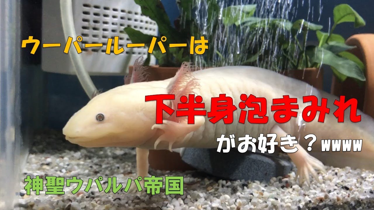 【ウーパールーパーは「下半身泡まみれ」がお好き？（笑）】ブクブクにもすっかり慣れました(*^^)v YouTube