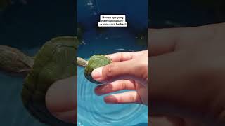 Kura-kura Brazil #fypシ #trending #viral #shortvideo #trendingshorts #kurakura #fyp #shorts #short