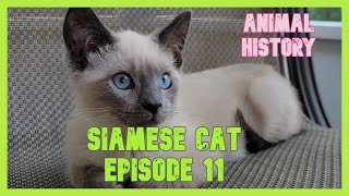 Siamese CAT breed guide / animal history episode 11 by I_am_ cat 35 views 1 year ago 5 minutes, 41 seconds