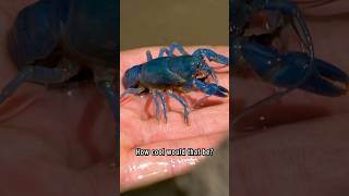 BLUE Crayfish FOUND!