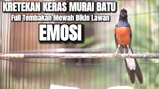 KRETEKAN KERAS MURAI BATU BONGKAR ISIAN INI AUTO BIKIN LAWAN EMOSI