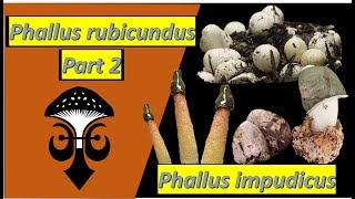 Phallus rubicundus the orange stinkhorn mushroom Part 2