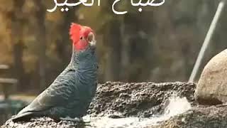 حالات واتس أب يسعدلي صباحو كل مارح جناحو