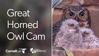 Great Horned Owl Cam at the Wildflower Center | Cornell Lab