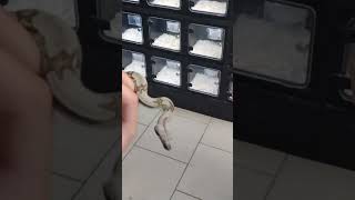 Super Friendly Snake #reptiles #exotic #snakes #pets #educational
