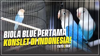 Lovebird Biola Blue Konslet Pertama Di Indonesia