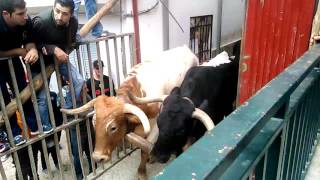 Toros La Peza : Intentando sacar a los toros 2016