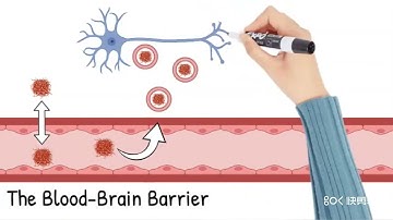 [EVCNA]Blood-brain barrier, extracellular vesicle, neurogenesis, neural progenitor cell