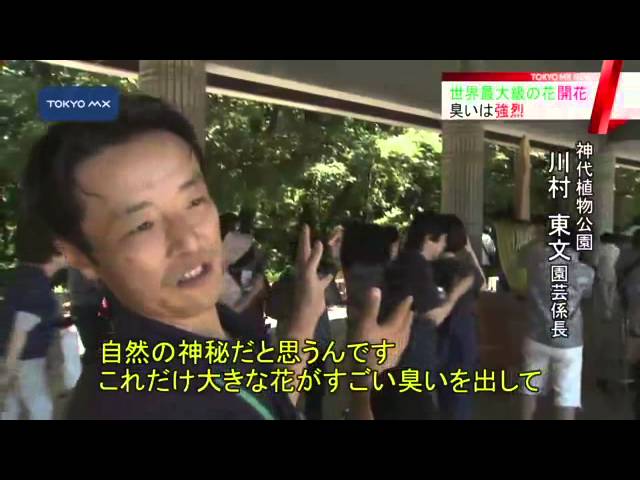 世界最大級の花が開花 臭いは強烈 Youtube 世界最大級の花が開花 臭いは強烈 Youtube