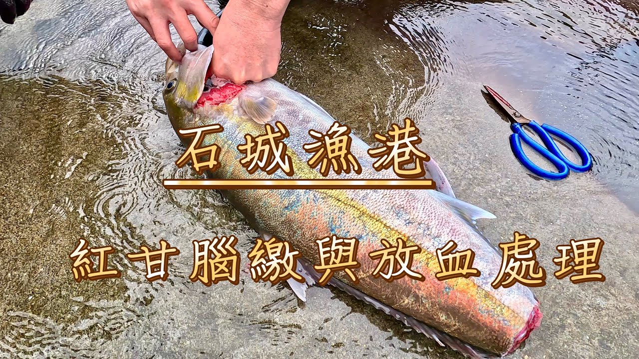 紅甘基本處理（腦繳、放血）～石城漁港