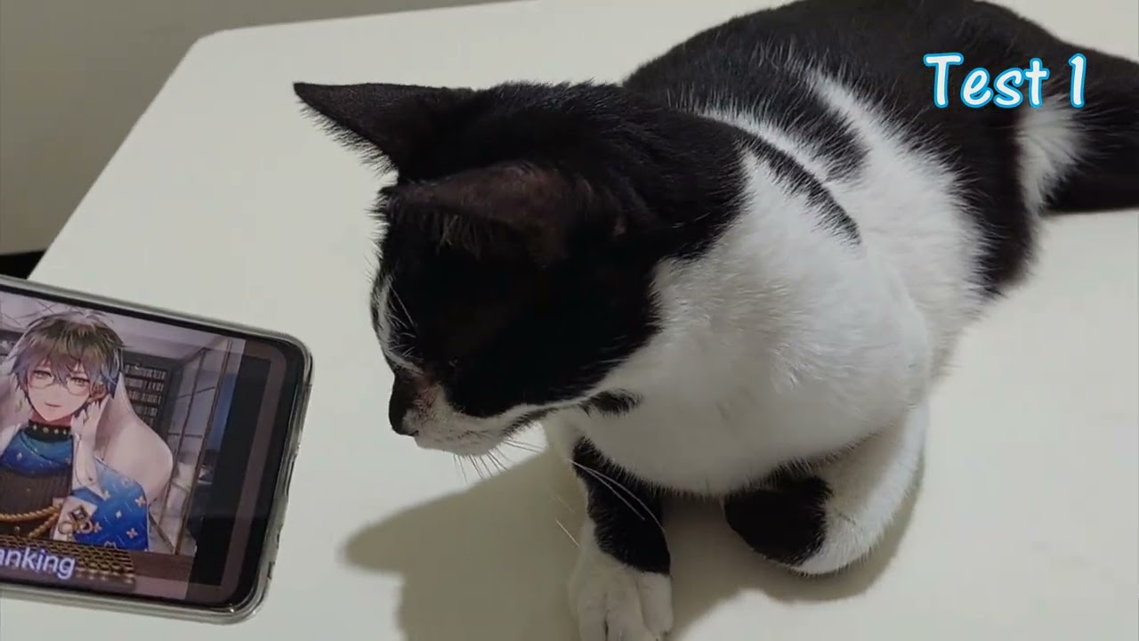 My cat does meow when Ike is stretching (Eng sub)