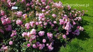 Róża Okrywowa - Satina