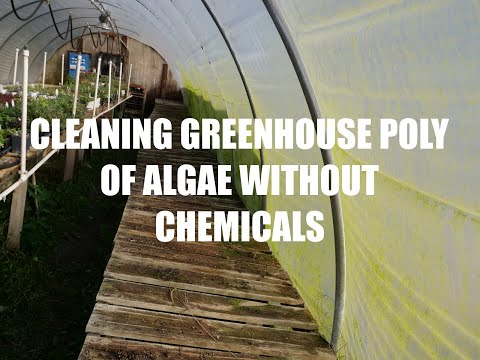 Video: How To Treat A Polycarbonate Greenhouse? How To Wash From The Inside After Winter From Late Blight? Disinfection Features