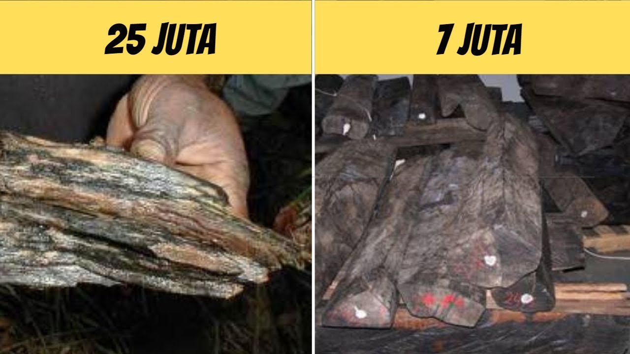 JANGAN DIJADIKAN KAYU  BAKAR 7 KAYU  yang Dianggap Paling  