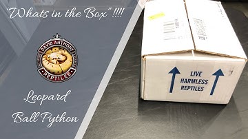 Unboxing Reptiles / Leopard Ball Python