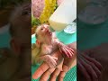 #monkey #adorably #babymonkey #adoreble #cute #animals #adorable #shorts