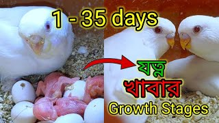 বাজরিগার পাখির বাচ্চার যত্ন ও বেড়ে ওঠার গল্প Budgie Growth Stages and Care 1 to 35 days. screenshot 4