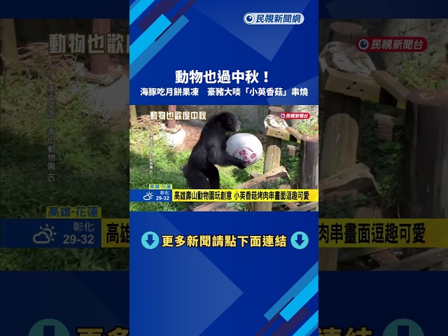 動物也過中秋! 海豚吃月餅果凍 豪豬大啖"小英香菇"串燒－民視新聞