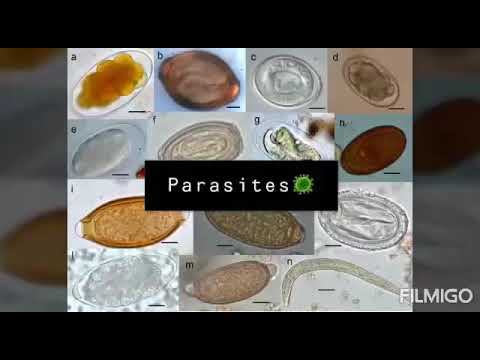 تعرف على الطفيليات (parasite) مع اخصائية المختبر : غيداء بصفر 👾👩🏻‍🔬🔬