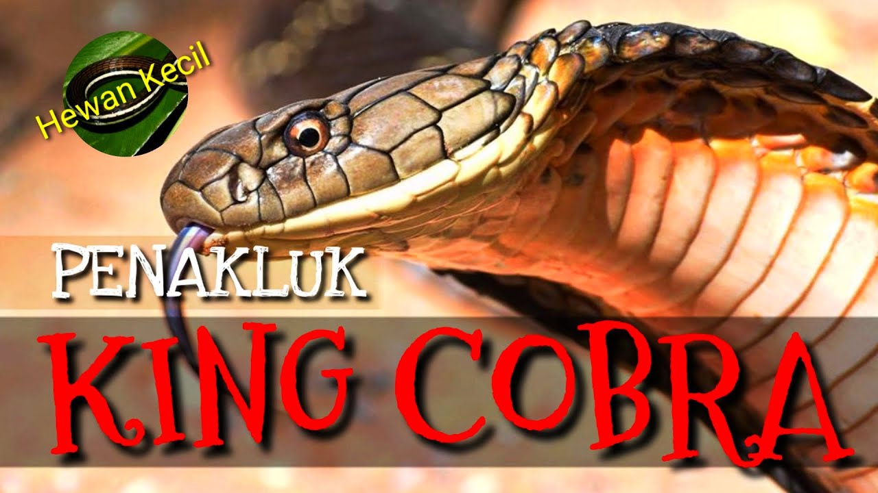  Hewan  Kecil  Penakluk King Cobra Terbesar  Terpanjang Di 