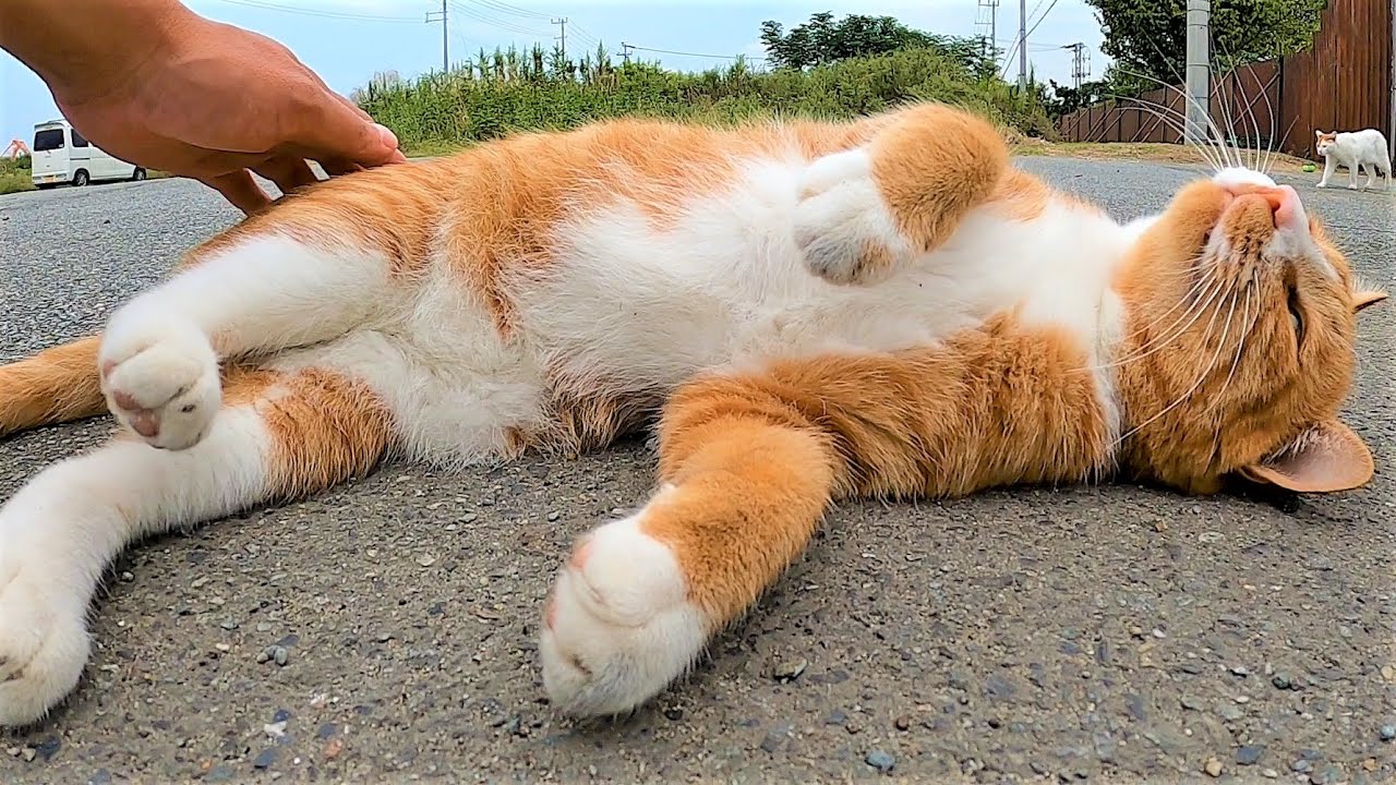 新たな野良猫スポットに行ってみたらかわいい猫たちに癒された 感動猫動画 動物がかわいいyoutube動画はここだ 新たな野良猫スポットに行ってみたらかわいい猫たちに癒された 感動猫動画 動物がかわいいyoutube動画はここだ