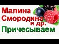 Причешите кусты малины, смородины, крыжовника для большого урожая ягод