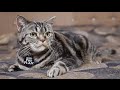 Профилактика мочекаменной болезни у кошек: советы ветеринара