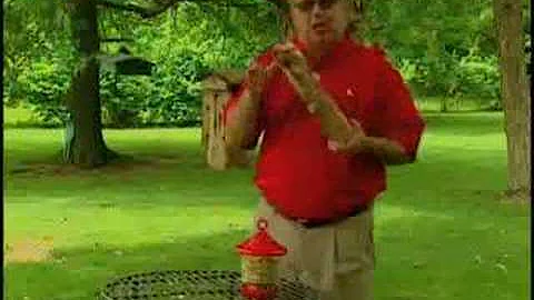 Bird Man Mel - Attracting Clinging Birds