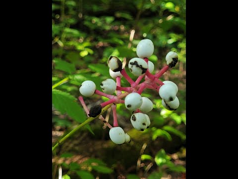 Wideo: Informacje o Baneberry: Uprawa białych roślin Baneberry Doll's Eye