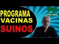 SUINOCULTURA: Programa de Vacinação de Suínos, as principais vacinas para Suínos.