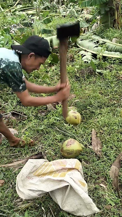 Coconut cutting with Axe #coconut