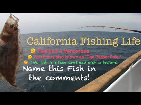 buy kids fishing poles PLUSINNO Kids Fishing Pole with Spincast Reel Telescopic Fishing Rod Combo  Full