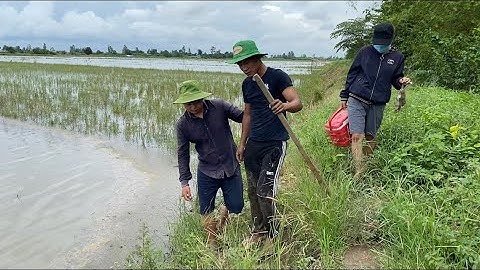 Món Đồng Quê Chuột Chiên -Rau Muống Xào Tỏi Cá Rô Đồng Kho Lai Rai Buổi Chiều - Tây Đô Quê Em - T301