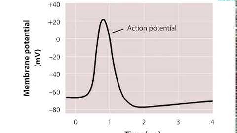 The Voltage clamp Method