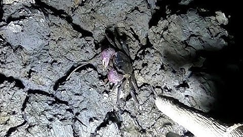 Soi Ba Khía Giao Cho Khách Và Tôm Càng /Đạt Nguyễn Cần Giờ