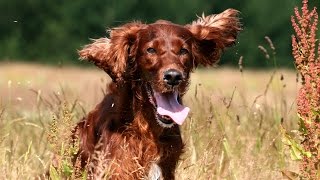 Irish Red Setter - DOG LOVERS ❤(Appearance The Irish Red and White setter should have an aristocratic, well proportioned, balanced appearance yet still be strong and powerful without lumber ..., 2016-06-10T22:01:00.000Z)