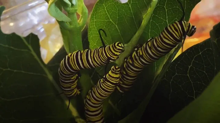 Two days before transforming into a chrysalis - Mo...