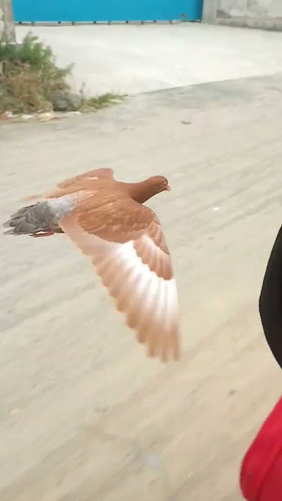 Racing with the pigeon motorbike #shorts #pigeon
