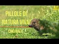 NIKON Z9 IN 4K 120 - PILLOLE DI NATURA VIVA! - CUCCIOLI DI CINGHIALE