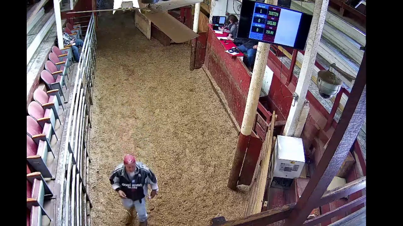 South Branch Valley Livestock Exchange Live Stream YouTube