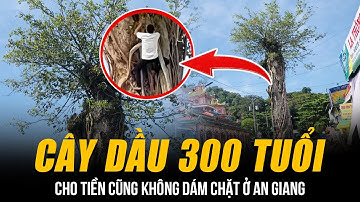 BÍ ẨN CÂY DẦU 300 TUỔI NGỰ GIỮA ĐƯỜNG Ở AN GIANG | GỐC CÂY NẤM MỒ - CHO TIỀN CŨNG KHÔNG DÁM CHẶT!