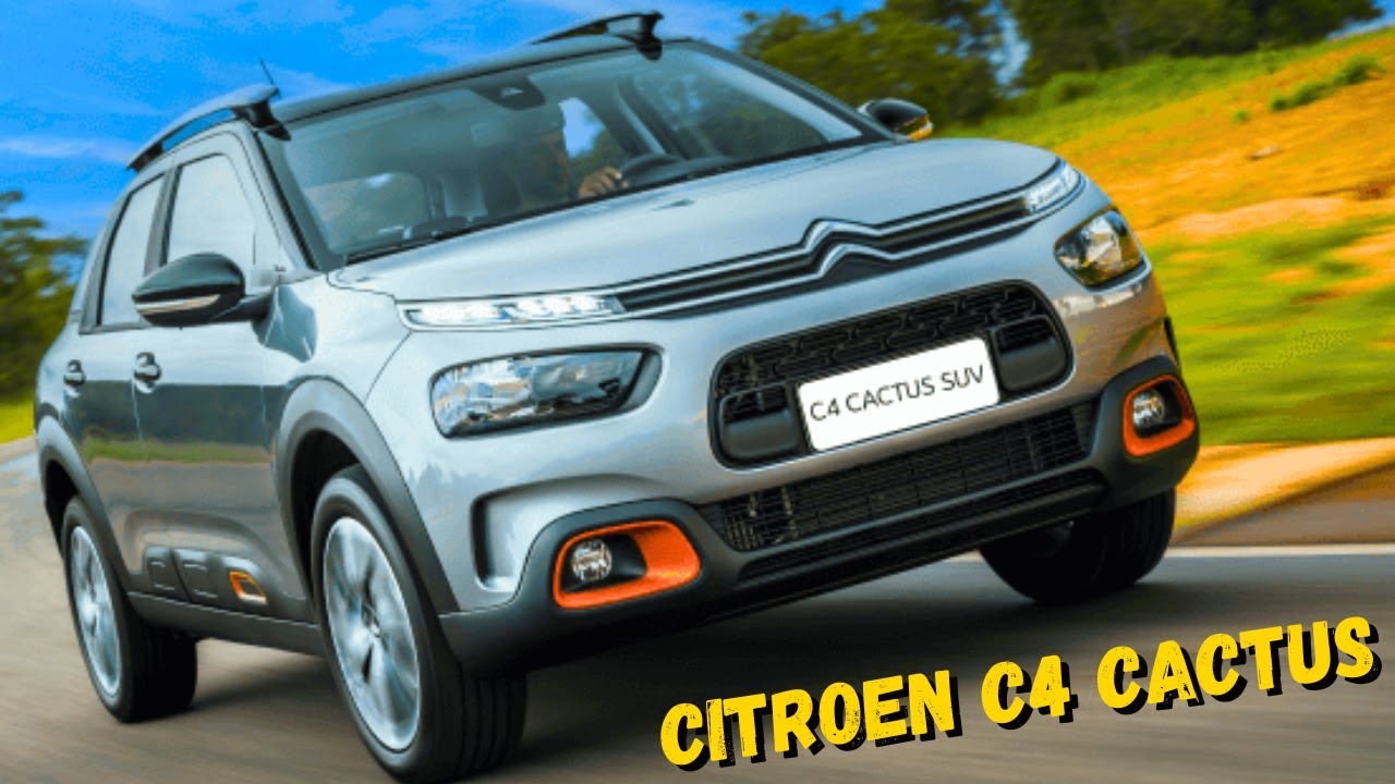 Cactus 2023. фокус кроссовер. разновидности кактусов с шерстью. Cactus 2023. как стать кактусом.