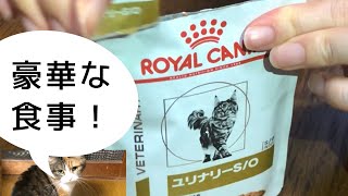 【食事療法食】美味しいご飯の中心で猫がさけぶ