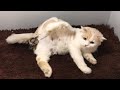 Cat Giving Birth: The Mother Cat Before Giving Birth